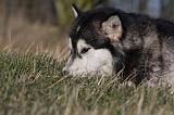 ALASKAN MALAMUTE 767